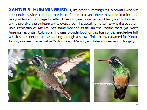 BAW-XantusHummingbird