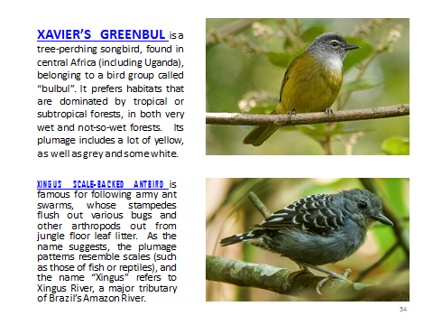 BAW-XavierGreenbul-XingusScalebackedAntbird