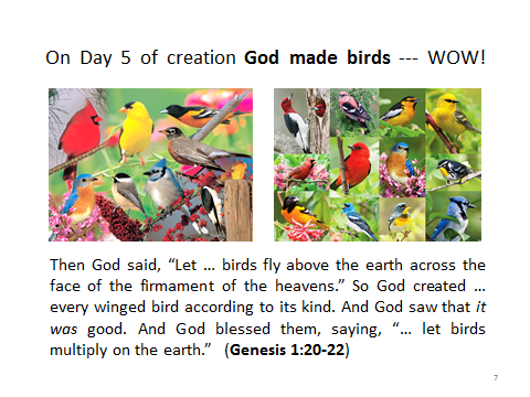 birds-Genesis1.20-22