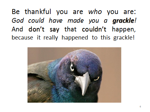 birds-grackle.could-have-been-you