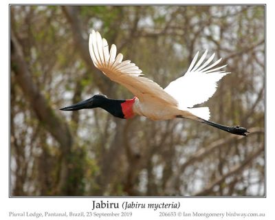 Jabiru (Jabiru mycteria) by Ian