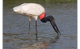 Ian’s Bird of the Moment –&nbsp;Jabiru
