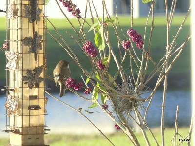 Eastern Phoebe on Beautyberry