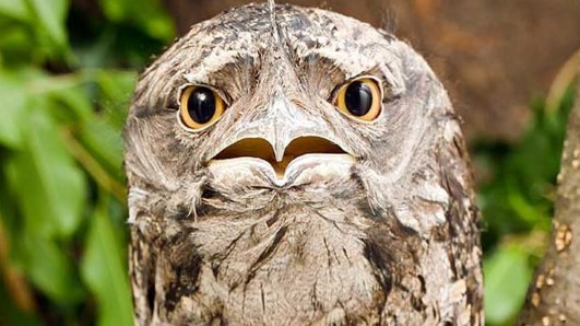 Frogmouth-tawny