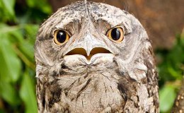 Bird’s With Faces Like Garfield’s Face