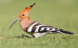 Birds Are Wonderful:  G,  H,  and I&nbsp;!