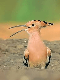 Hoopoe-wikipedia
