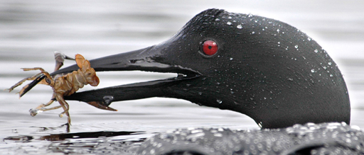 Loon-with-crayfish.USFWS
