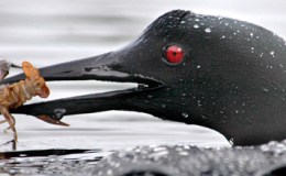 Birds Are Wonderful:  J,  K,  and L&nbsp;!