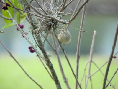 Palm Warbler on Beautyberry