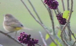 Palm Warbler Through Our&nbsp;Window