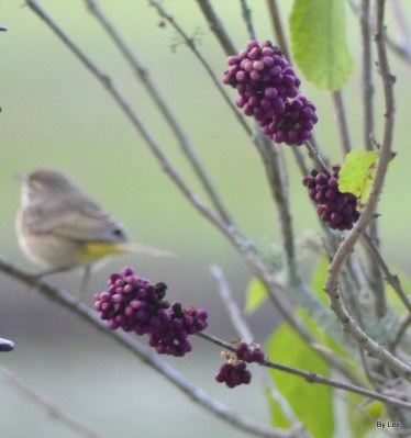 Palm Warbler on Beautyberry