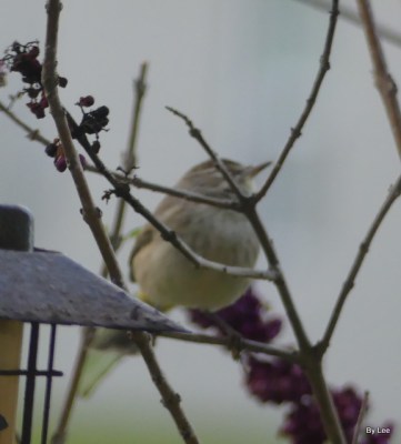 Palm Warbler on Beautyberry