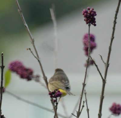 Palm Warbler on Beautyberry