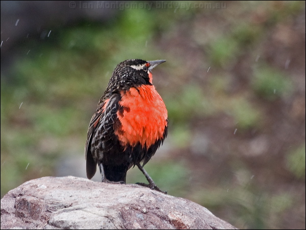 PAS-Icte Long-tailed Meadowlark (Leistes loyca) by Ian