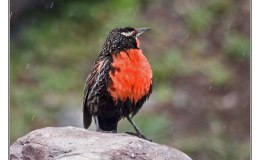 Ian’s Bird of the Moment – Long-tailed&nbsp;Meadowlark