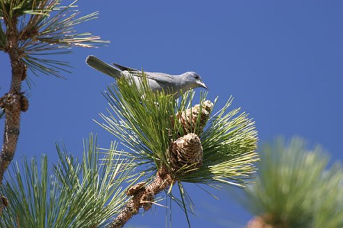 PinyonJay-PinyonPine.CaganSekercioglu