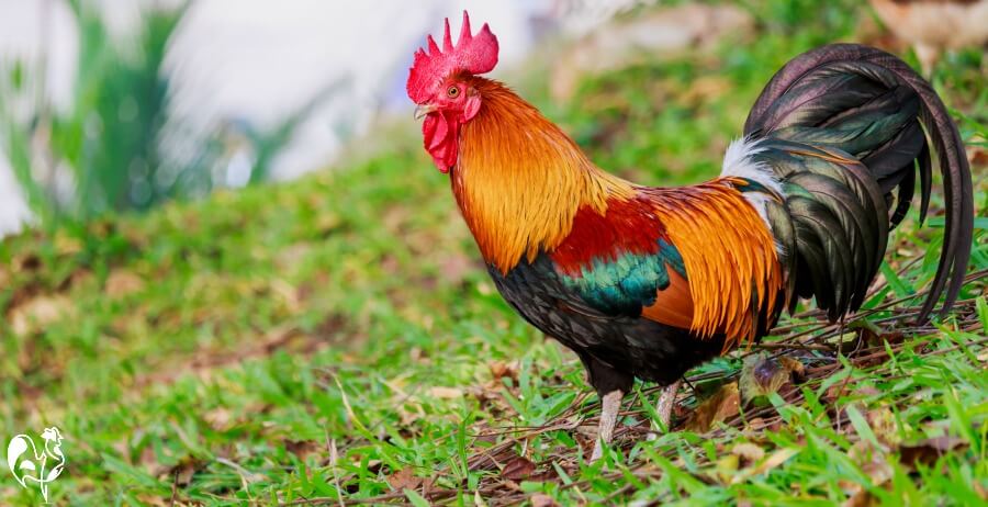 Rooster-RaisinghappyChickens.com-photo