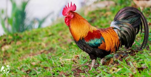 Rooster-RaisinghappyChickens.com-photo