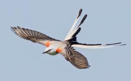 Birds Are Wonderful:  S,  T,  and U&nbsp;!