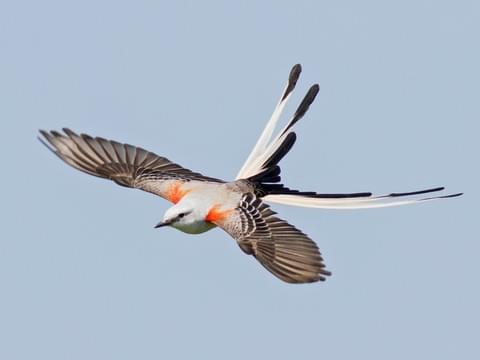 Scissortail-in-flight.Cornell
