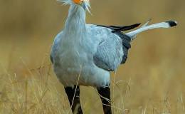 Birdwatching is the right thing to&nbsp;do!