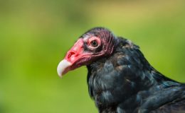 Birds Are Wonderful:  V,  W,  and X&nbsp;!