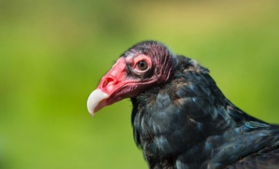 Vulture-turkey.TexasHillCountry