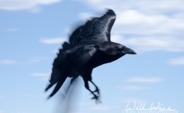 Birds of the Bible – Better Than The Birds&nbsp;II