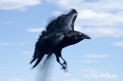 Raven; Grand Canyon National Park, by William Wise