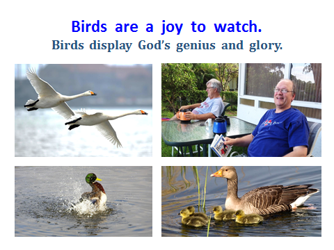 BAW-birds-are-fun-to-watch