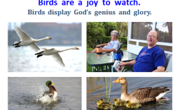 We Watch Birds,  Yet We Too Are Being&nbsp;Watched!