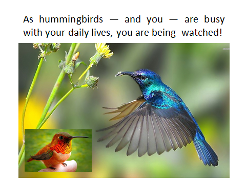 BAW-hummingbirds-are-watched