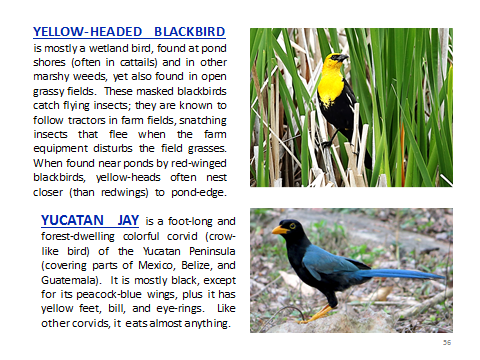 BAW-Yellowhead-YucatanJay