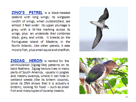 BAW-ZinosPetrel-ZigzagHeron