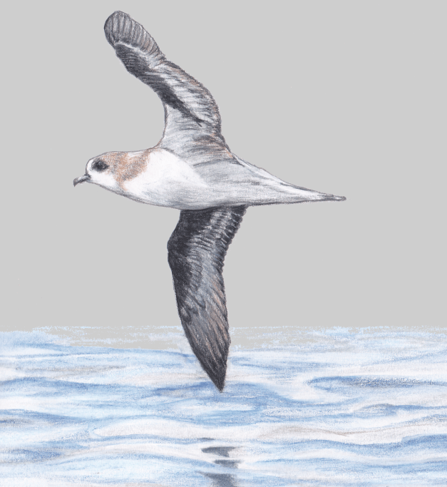 BAW-Zino'sPetrel.Wikipedia