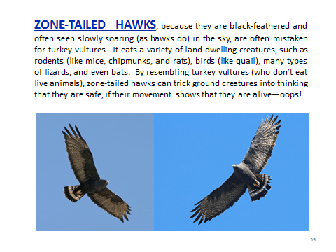 BAW-ZonetailedHawk