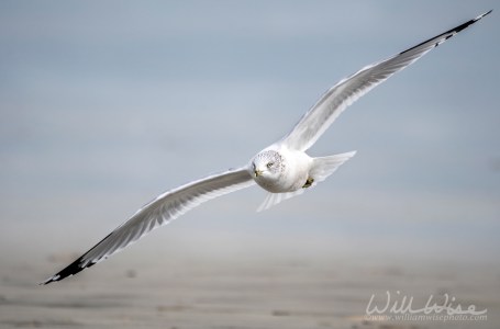 CHA-Lai Flying Ring-billed Gull; Hilton Head Island, South Carolina, USA by William Wise Photo