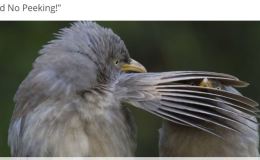 Peeking For Knowledge