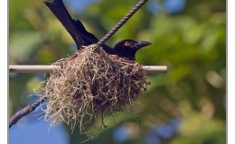 Ian’s Bird of the Moment – Spangled&nbsp;Drongo