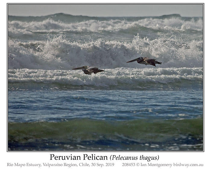 PEL-Pele Peruvian Pelican (Pelecanus thagus) by Ian