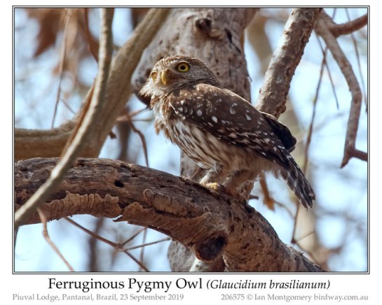 STI-Strg Ferruginous Pygmy Owl (Glaucidium brasilianum) by Ian