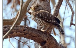 Ian’s Bird of the Moment – Great Horned and Ferruginous Pygmy&nbsp;Owls