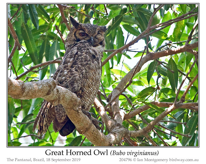 STI-Strg Great Horned Owl by Ian