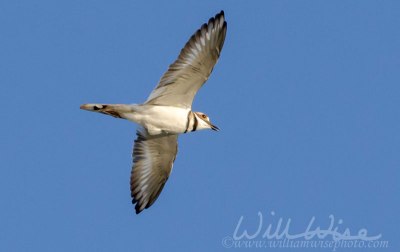 Killdeer plover bird flying