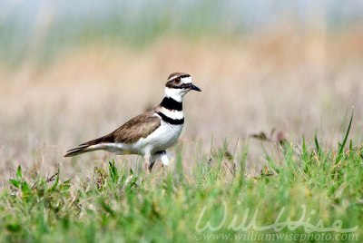 Killdeer plover bird