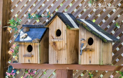 Eastern Bluebird Nest Boxes
