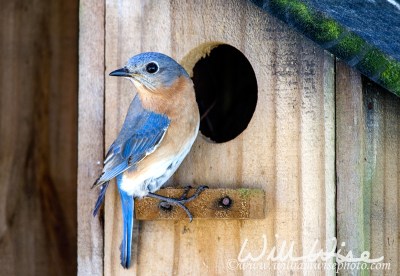 Eastern Bluebird at Nest Box