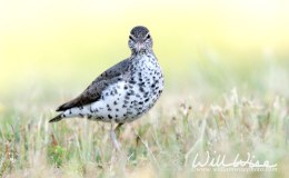 This is My Name&nbsp;Forever