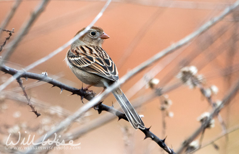 Field Sparrow